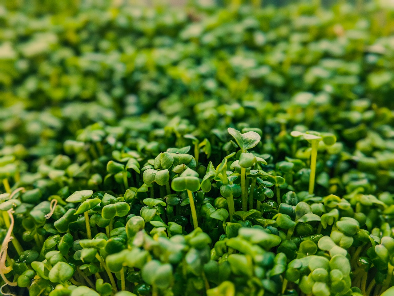 Benefits of Cress